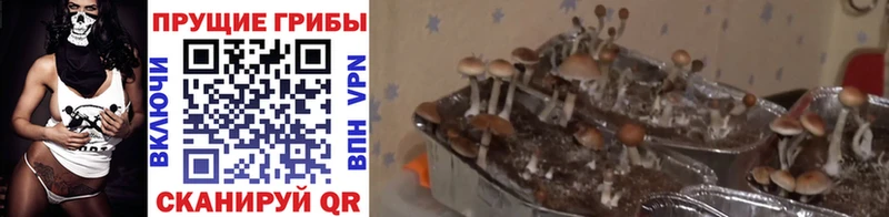 наркотики  Чухлома  Галлюциногенные грибы Psilocybine cubensis 